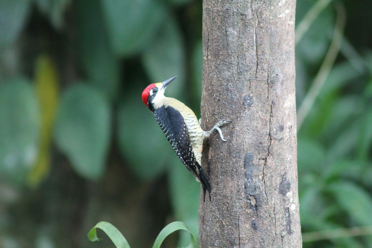 Black-cheeked Woodpecker - ML141921701