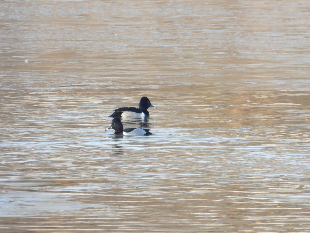 Ring-necked Duck - Rick Luehrs