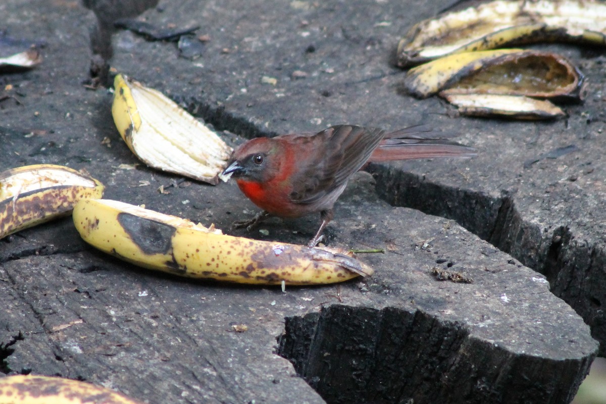 Red-throated Ant-Tanager - ML141921801