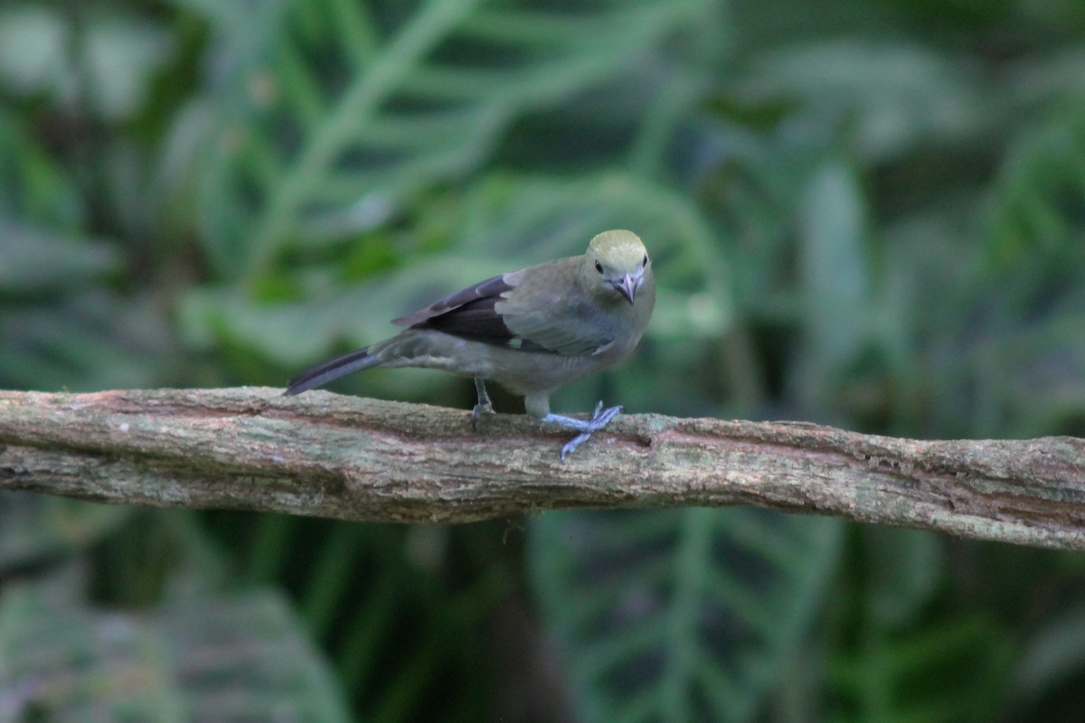 Palm Tanager - ML141921911