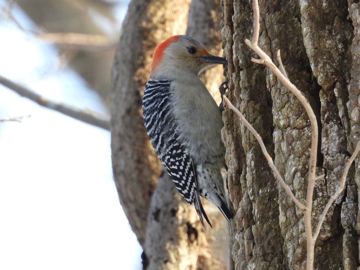 Red-bellied Woodpecker - Rick Luehrs
