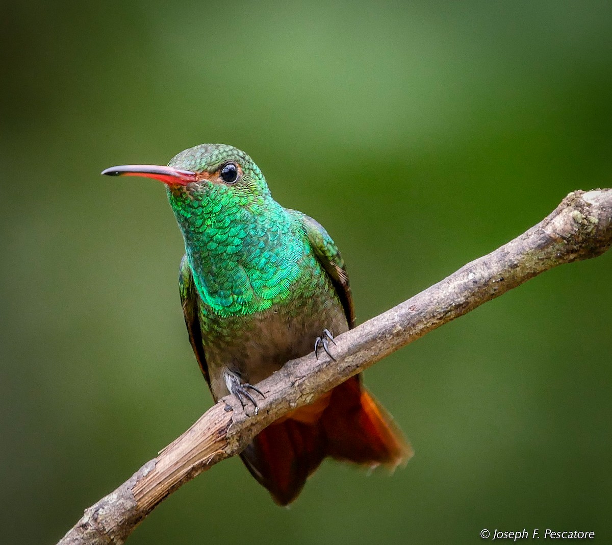 Rufous-tailed Hummingbird - Joseph Pescatore