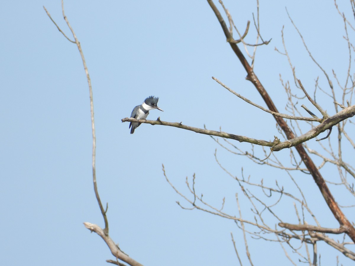 Belted Kingfisher - Rick Luehrs