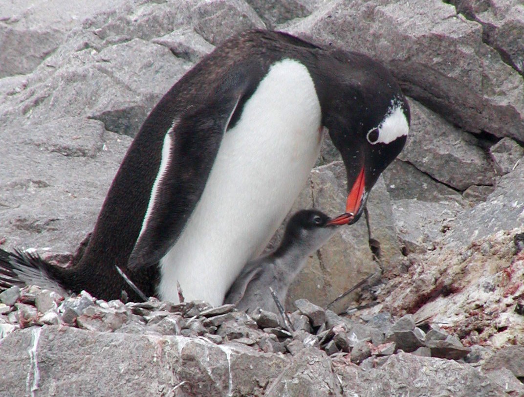 Gentoo Penguin - Michael Shepard