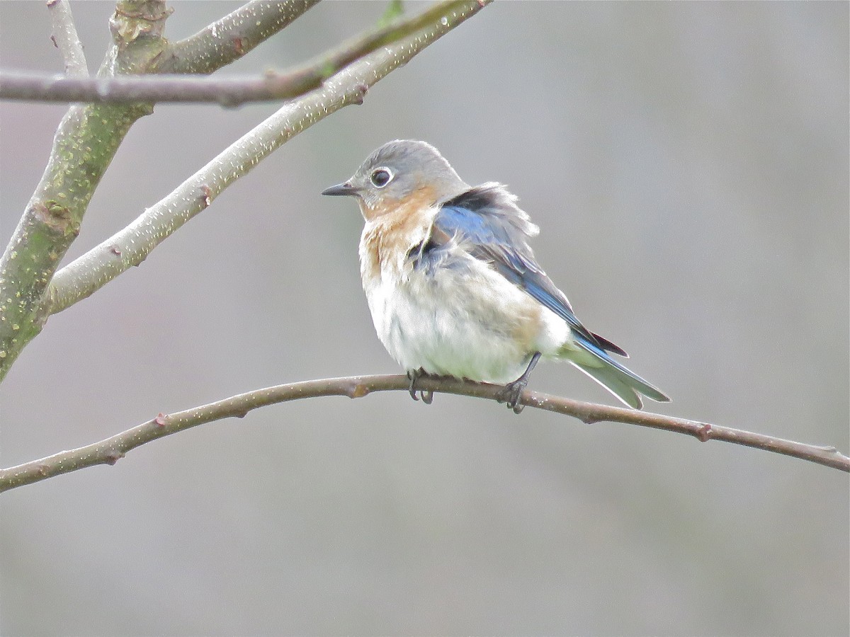 Eastern Bluebird - Cherrie Sneed