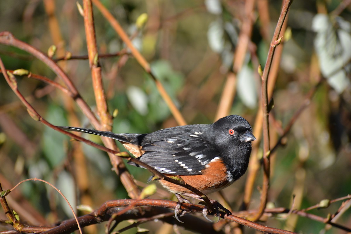 Spotted Towhee - ML141922851