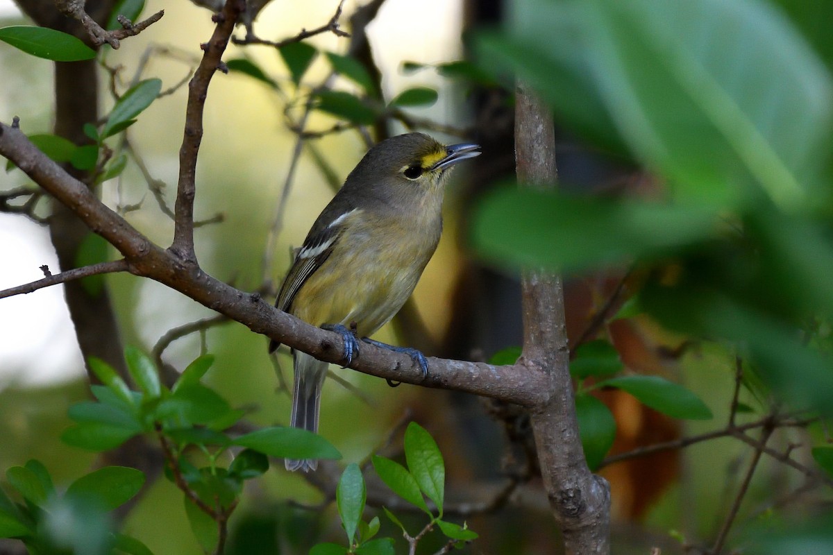 Thick-billed Vireo - ML141922941
