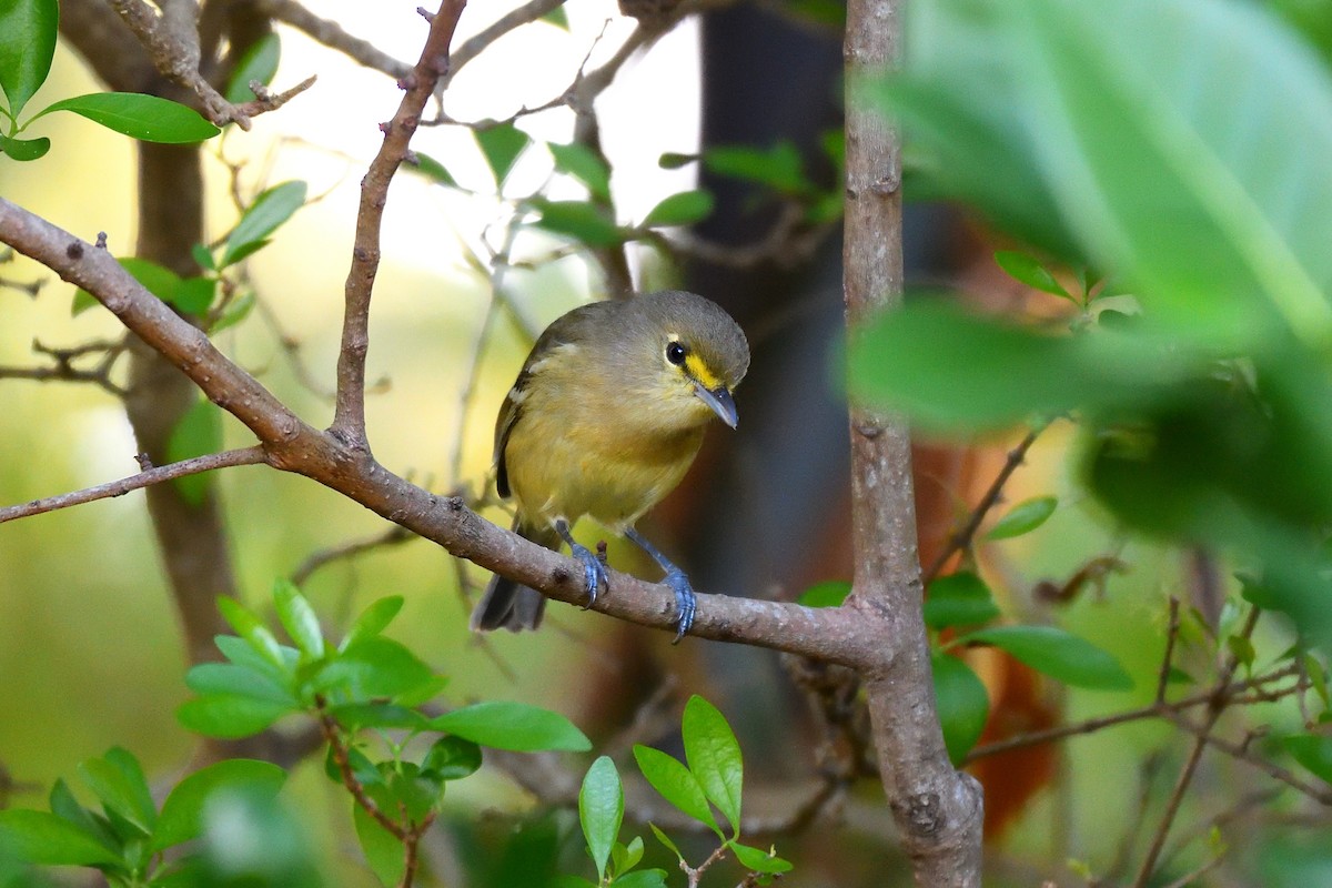 Thick-billed Vireo - ML141922951