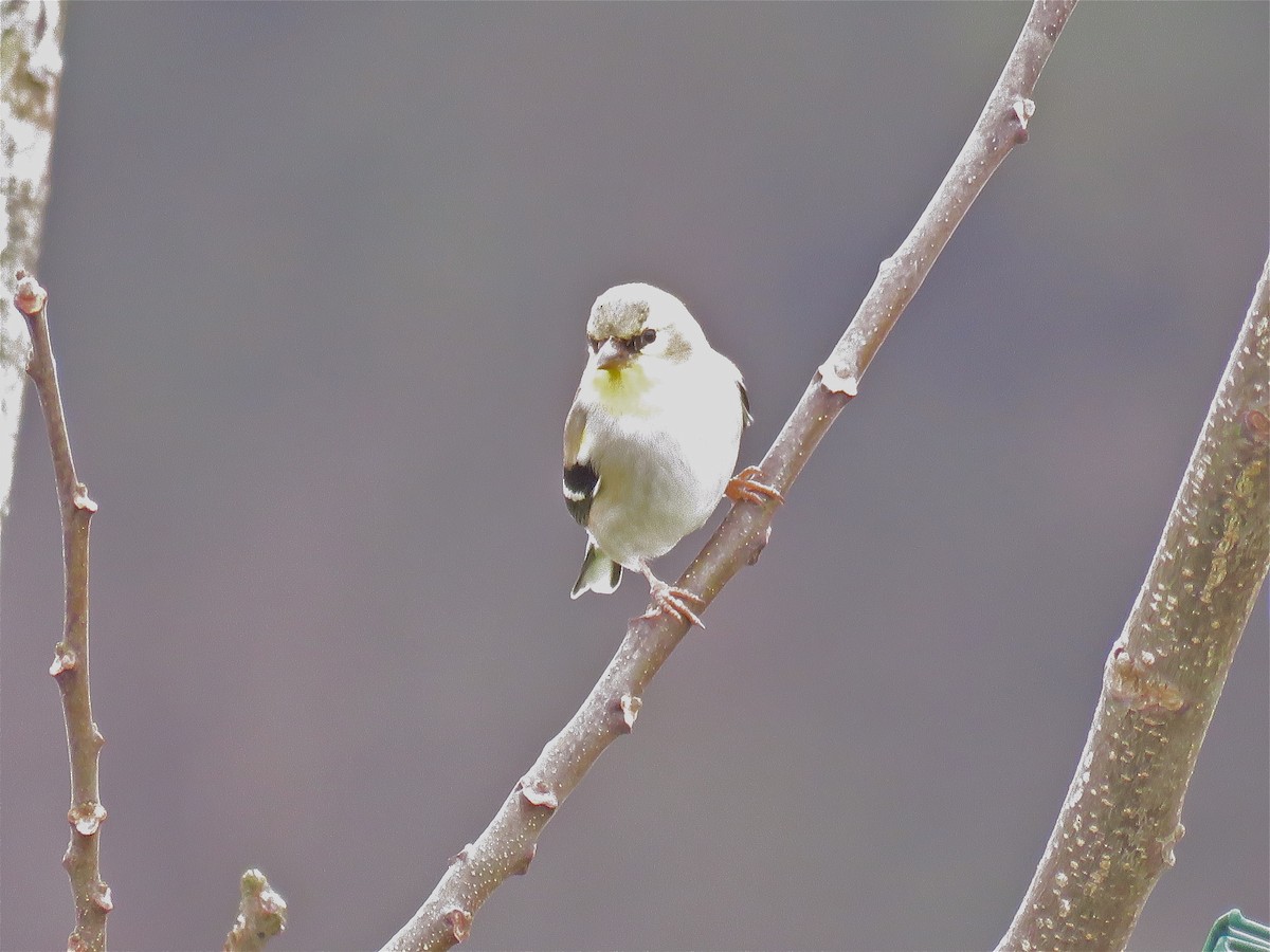 American Goldfinch - Cherrie Sneed