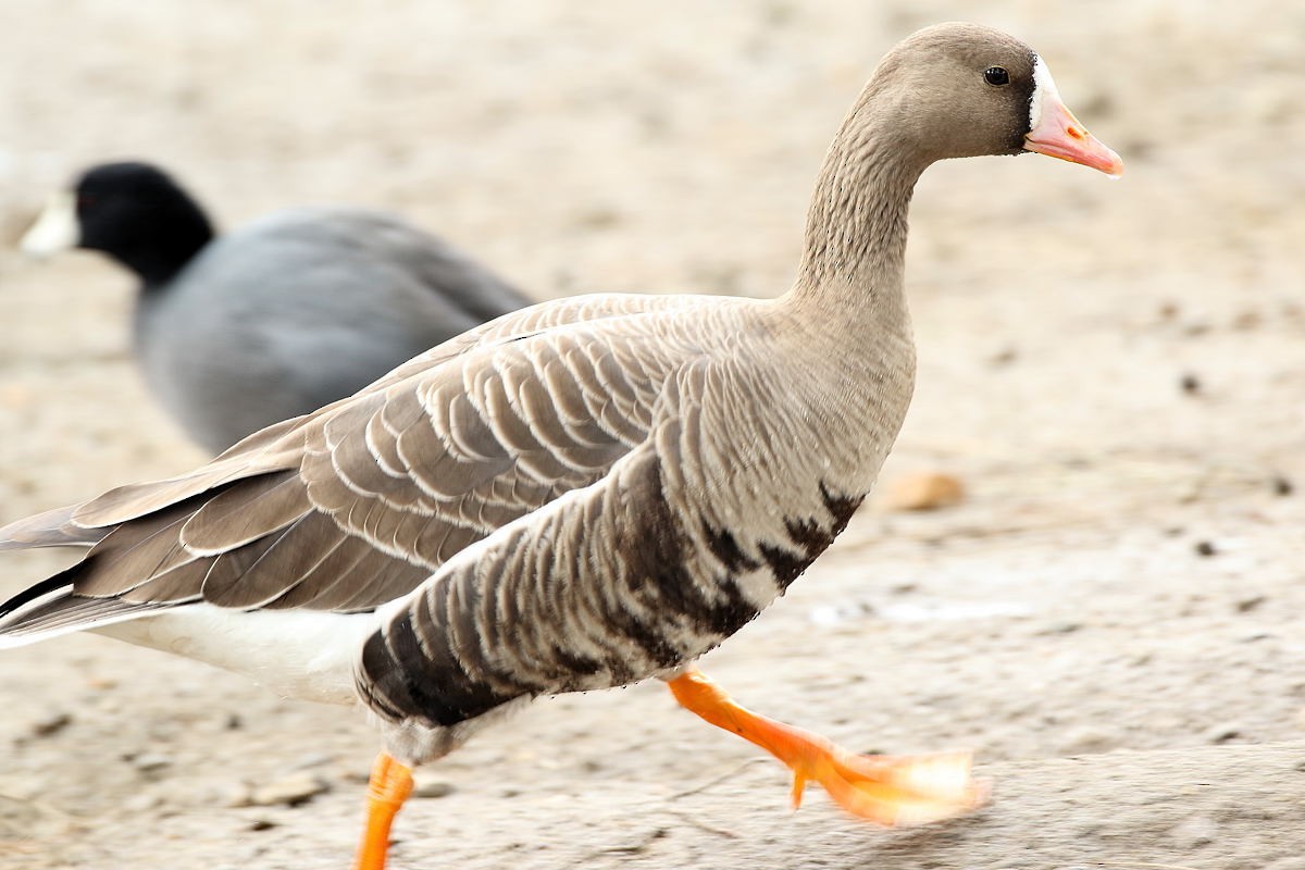 Greater White-fronted Goose - Lou Orr
