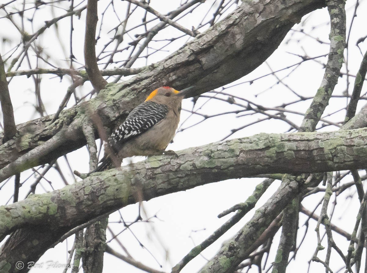 Golden-fronted Woodpecker - Bert Filemyr