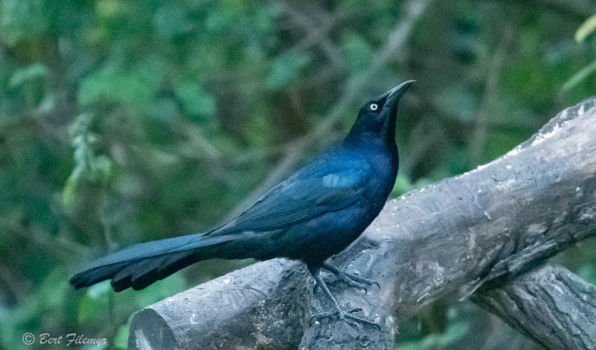 Great-tailed Grackle - ML141924491