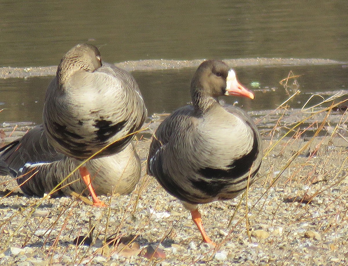 Greater White-fronted Goose - ML141924551