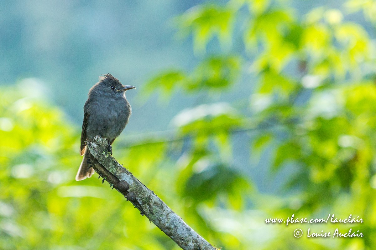 Smoke-colored Pewee - Louise Auclair