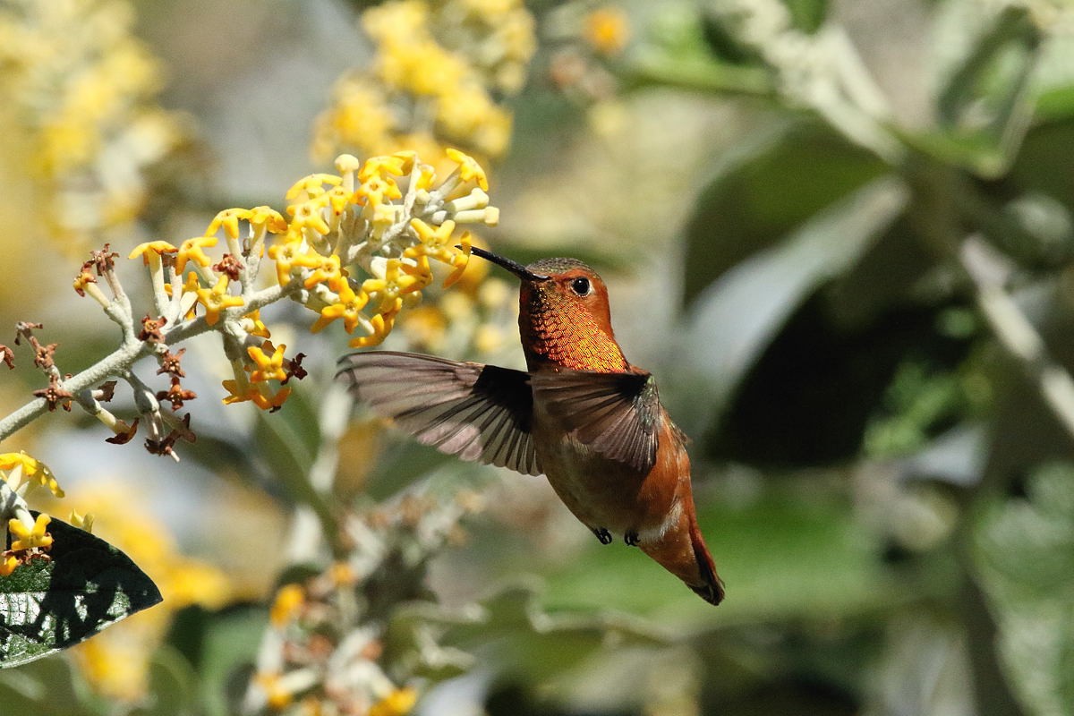 Allen's Hummingbird - Lou Orr