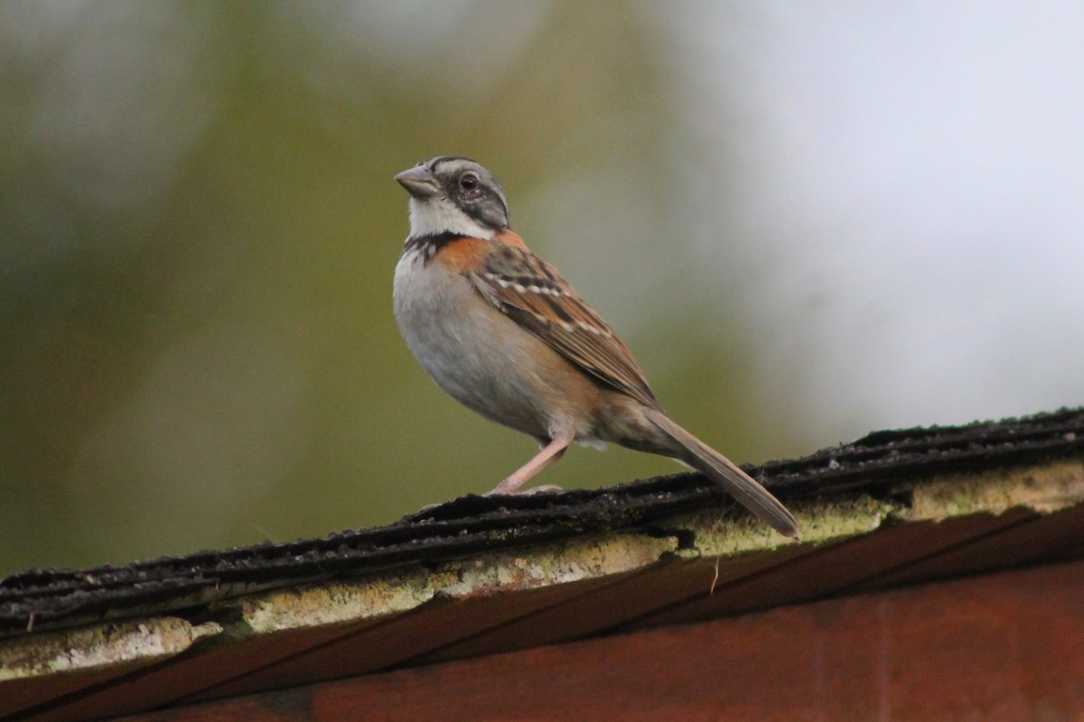 Rufous-collared Sparrow - David  Clark