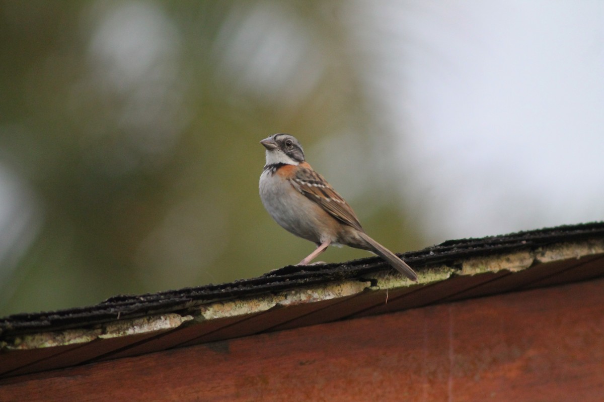 Rufous-collared Sparrow - David  Clark