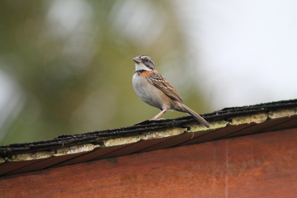 Rufous-collared Sparrow - ML141924861