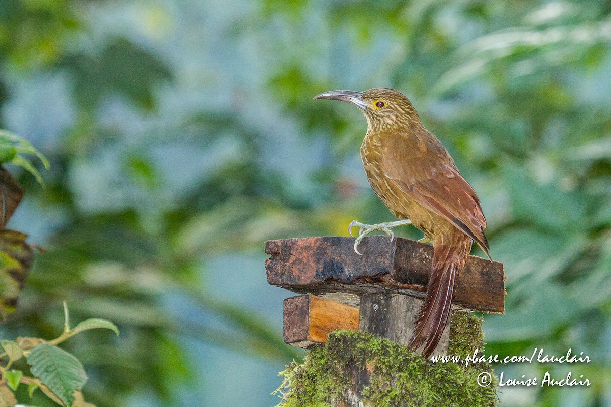 Strong-billed Woodcreeper - ML141925081
