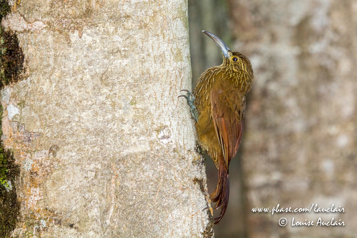 Strong-billed Woodcreeper - ML141925091
