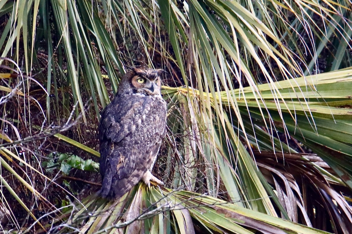 Great Horned Owl - ML141925421