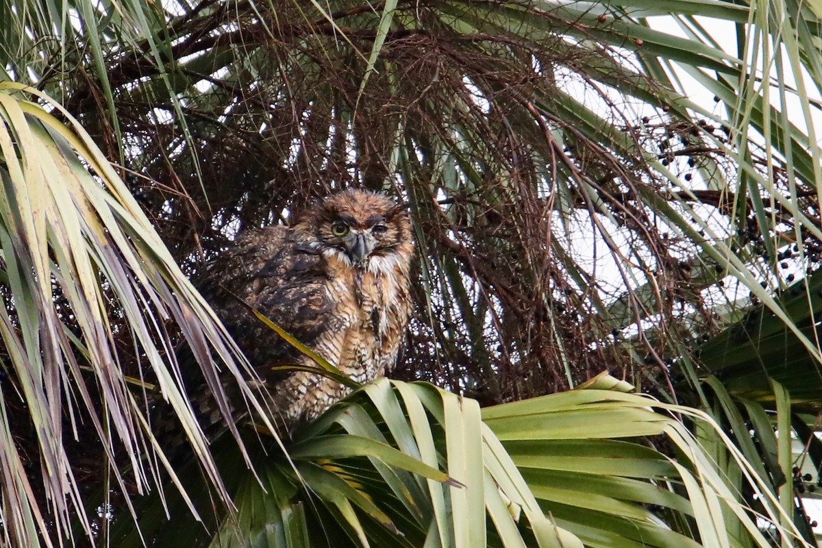 Great Horned Owl - Gustino Lanese