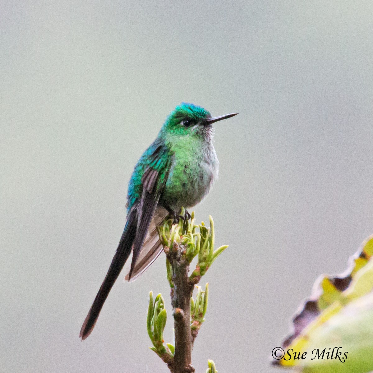 Long-tailed Sylph - ML141925481