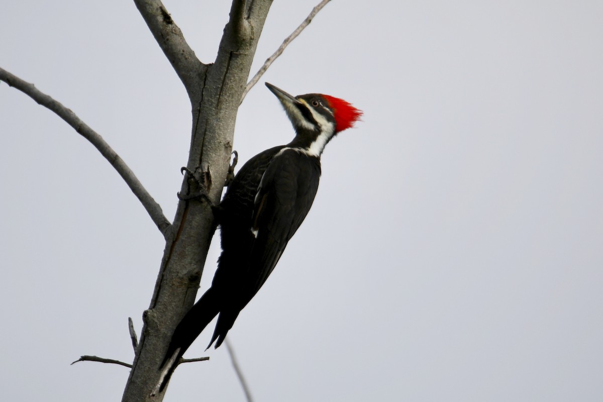 Pileated Woodpecker - ML141925721