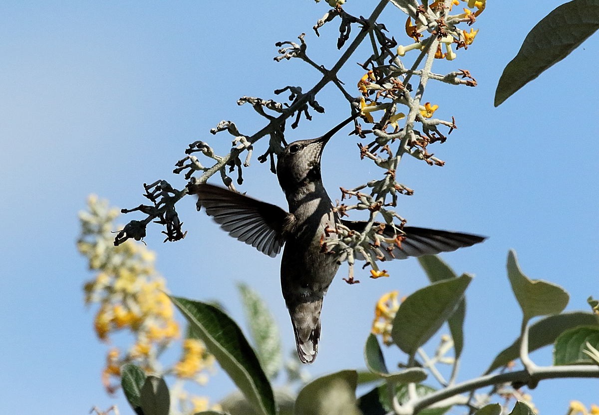 Anna's Hummingbird - ML141925971