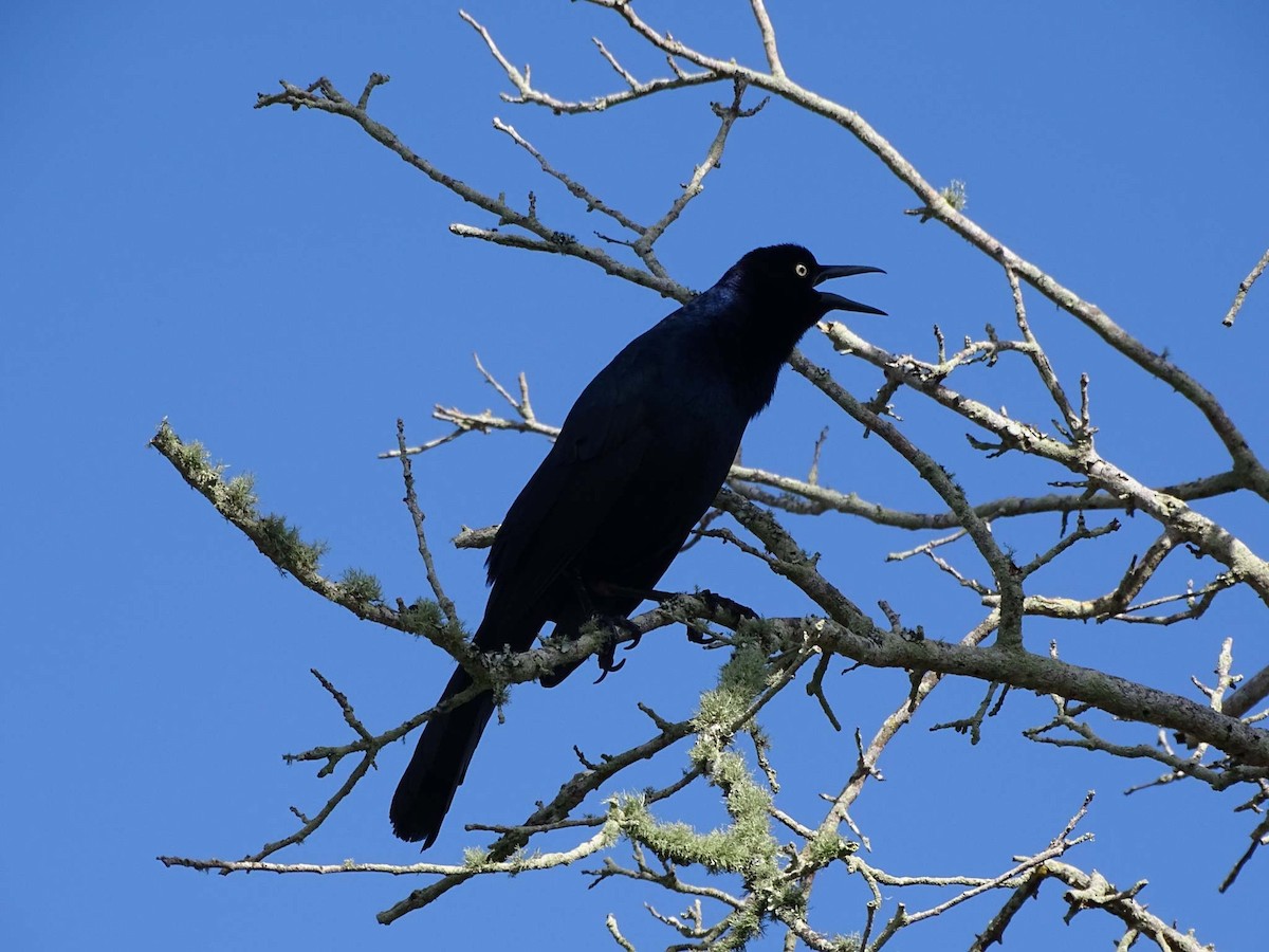 Boat-tailed Grackle - ML141926041