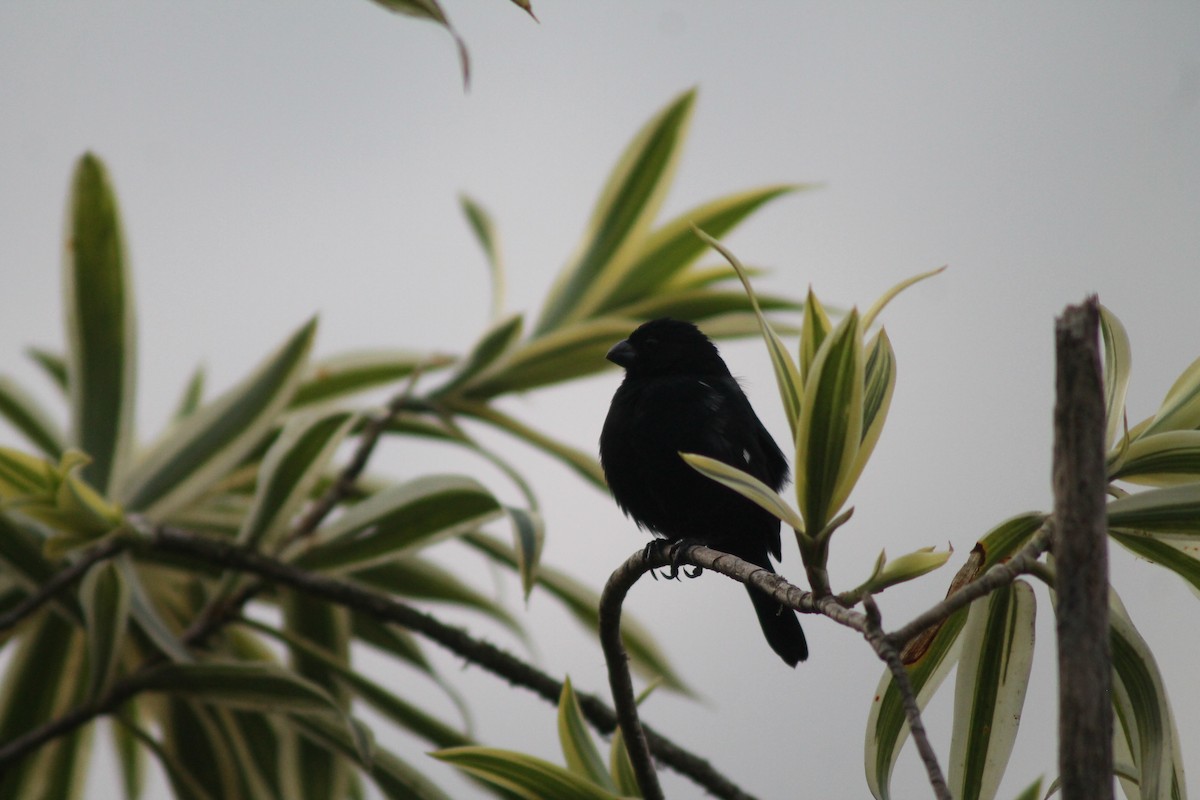 Variable Seedeater - ML141926111