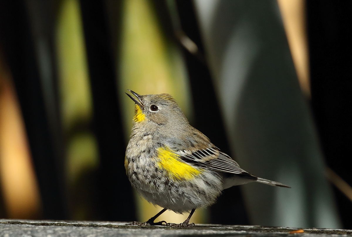 Yellow-rumped Warbler - Lou Orr
