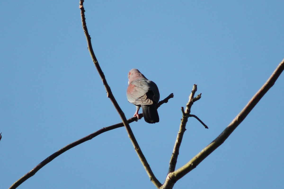 Pigeon à bec rouge - ML141926211