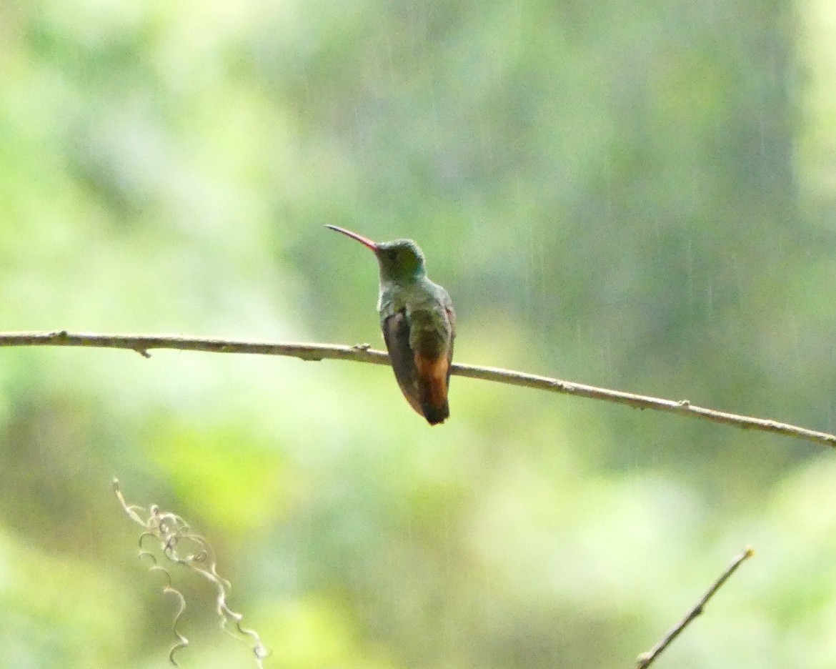 Rufous-tailed Hummingbird - ML141926231