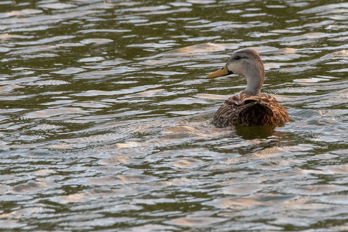 Mottled Duck (Florida) - Mark Schulist