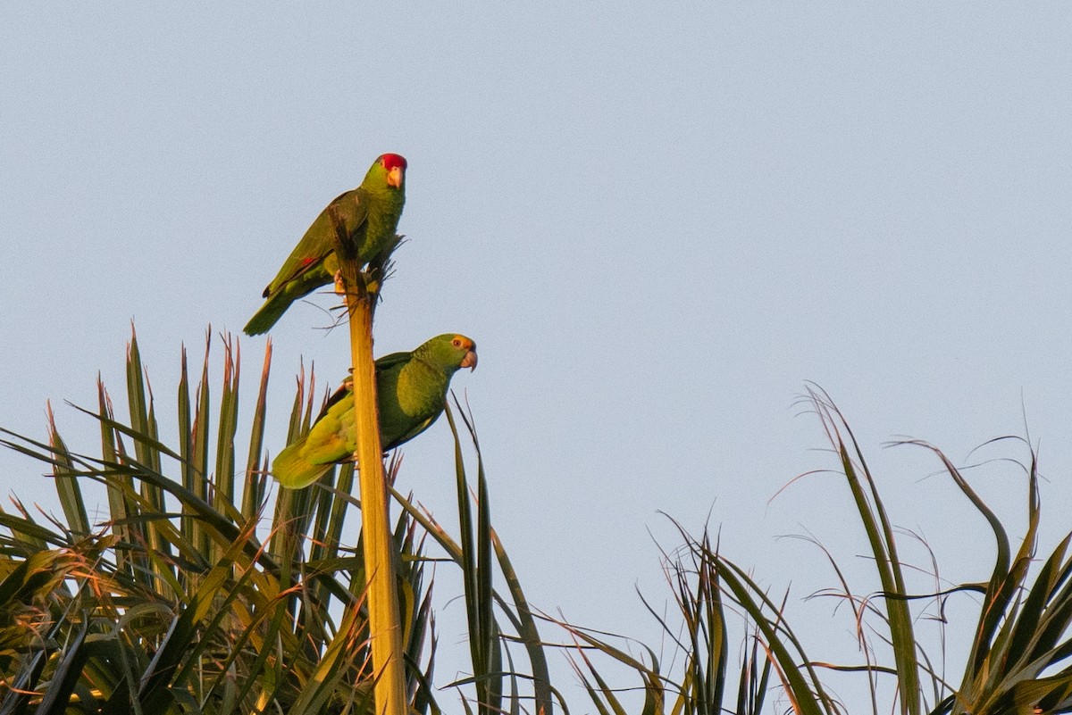 Yellow-crowned Parrot - ML141926341
