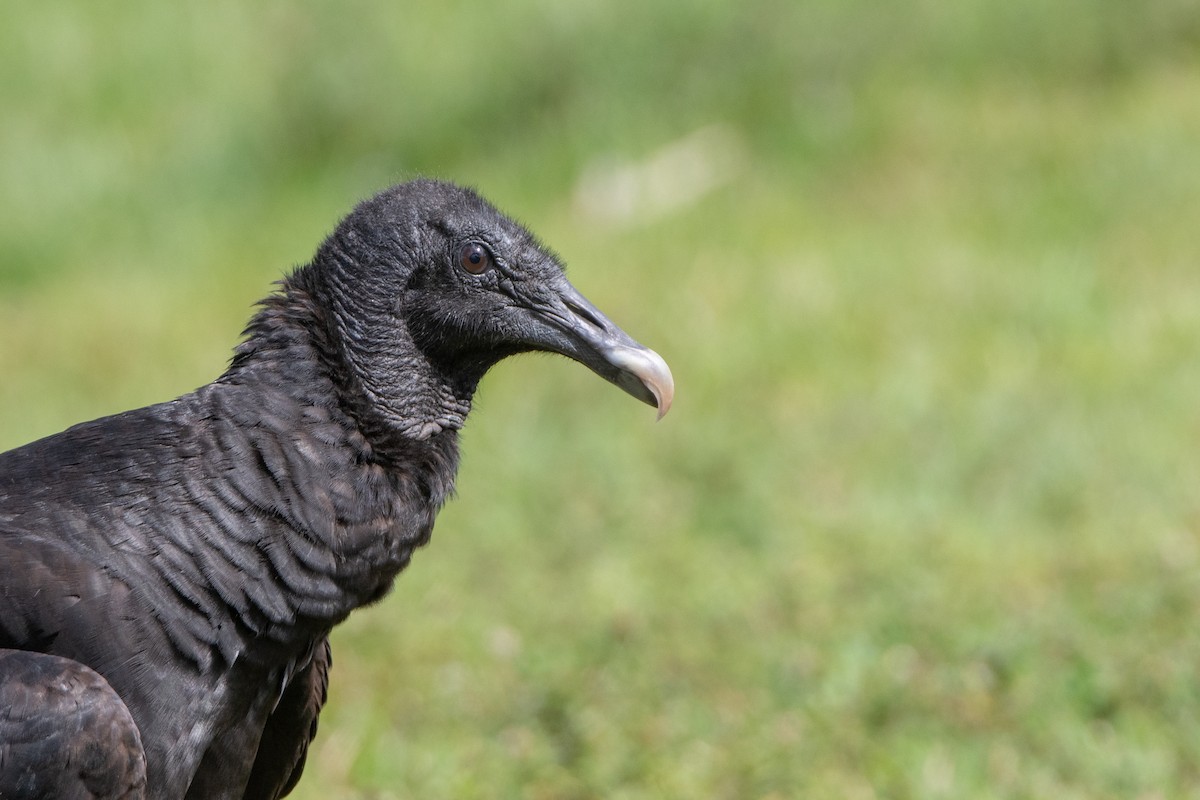 Black Vulture - Mark Schulist