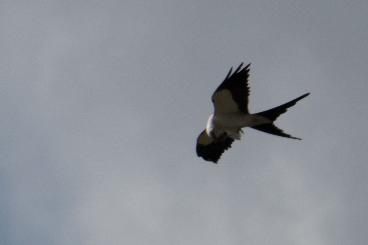 Swallow-tailed Kite - Mark Schulist