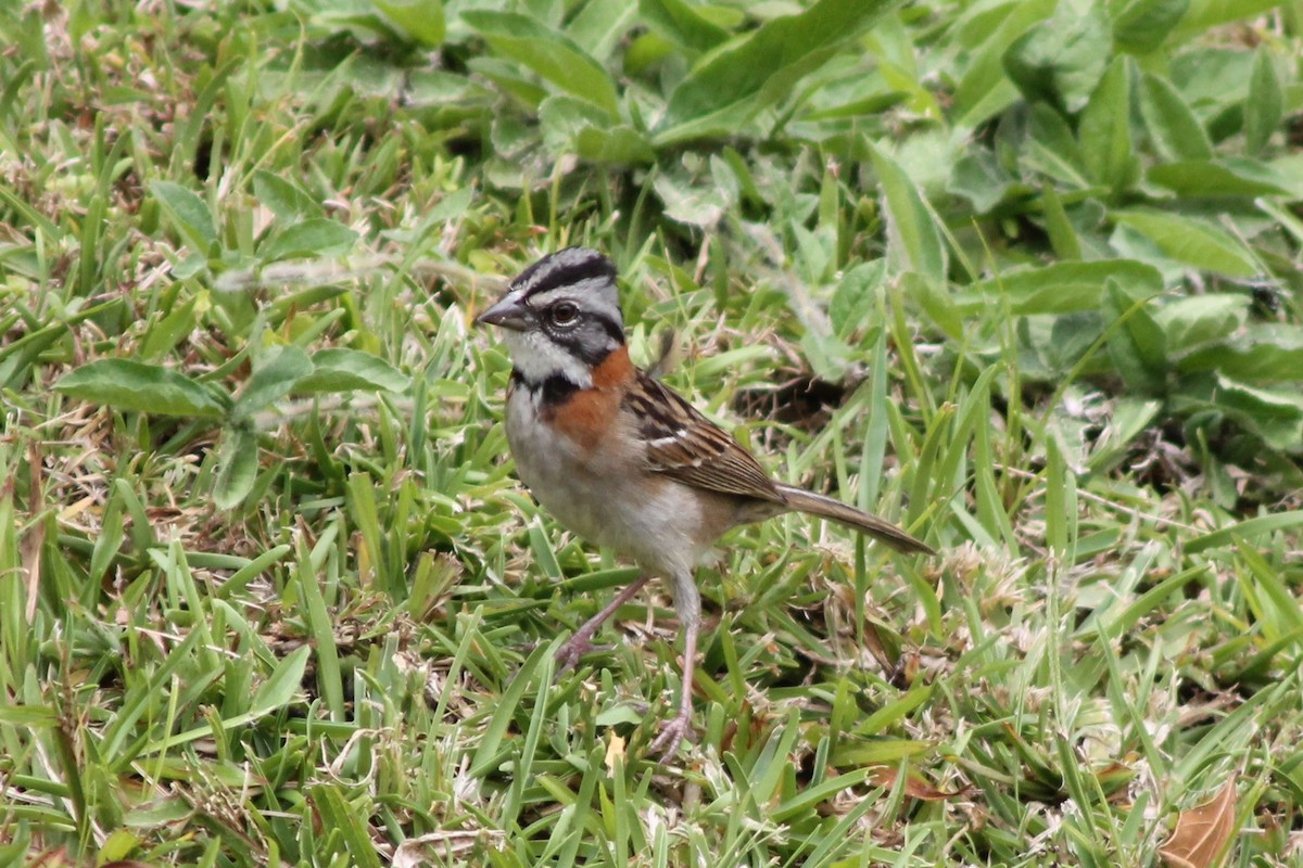 Rufous-collared Sparrow - ML141926751