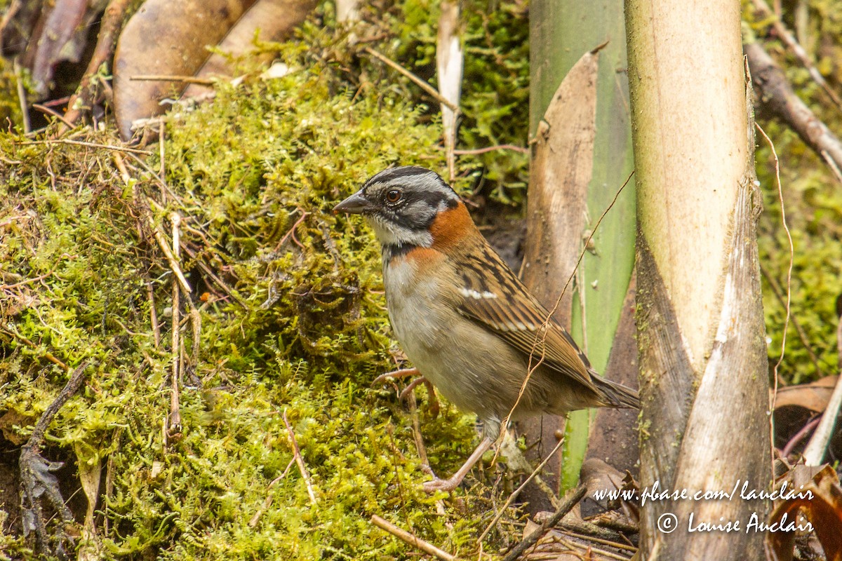 Rufous-collared Sparrow - Louise Auclair