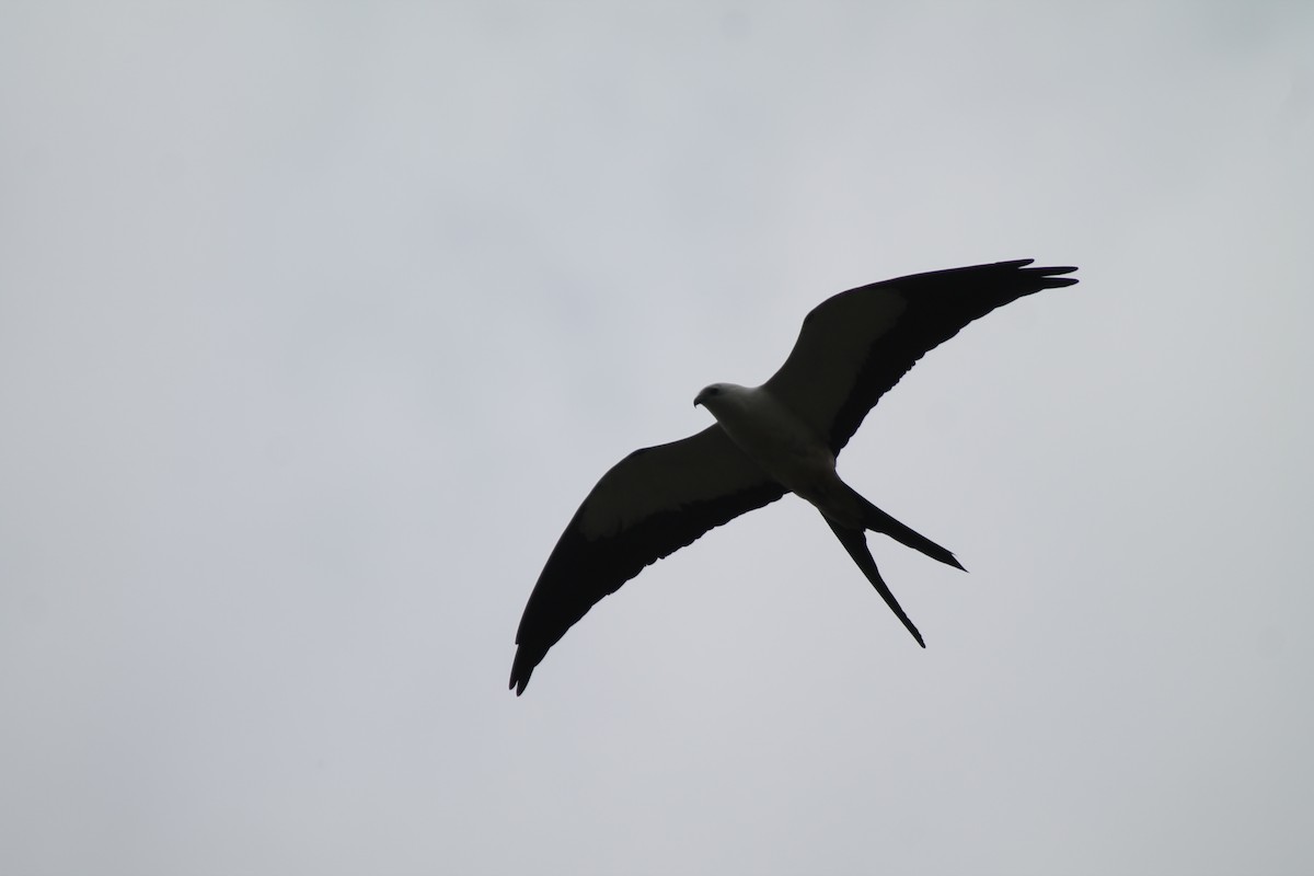 Swallow-tailed Kite - David  Clark