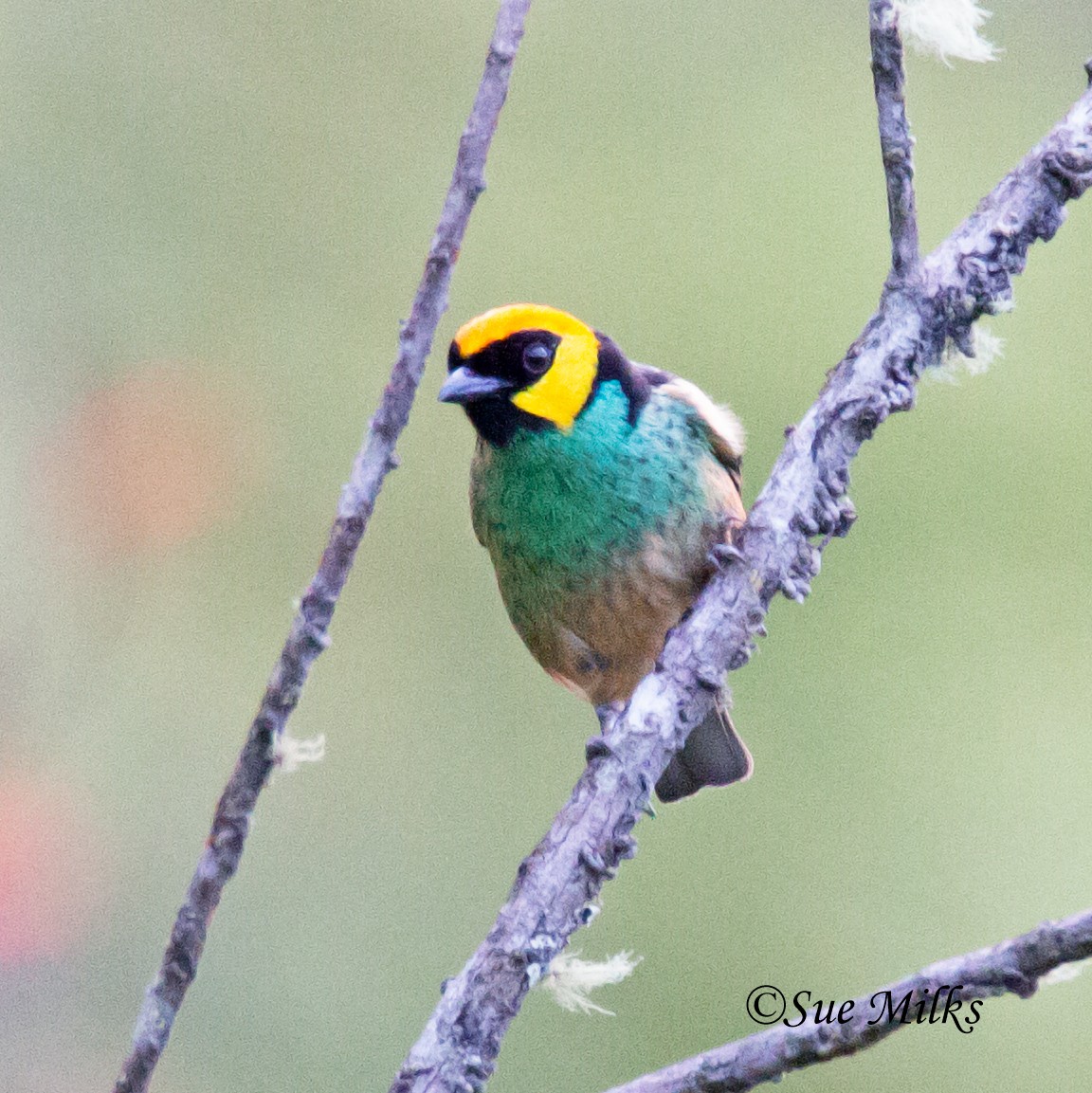 Saffron-crowned Tanager - ML141927131
