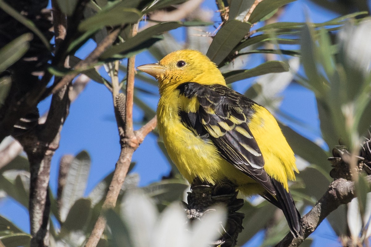 Western Tanager - ML141927281