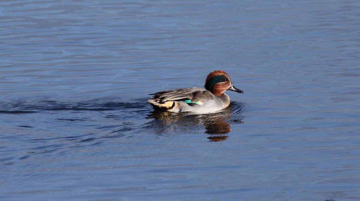 Green-winged Teal (Eurasian) - Andrew Steele