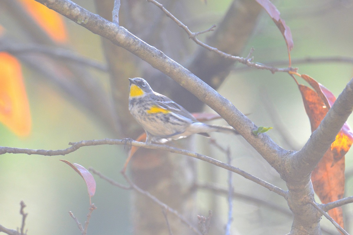 Yellow-rumped Warbler (Audubon's) - Carlos Quezada