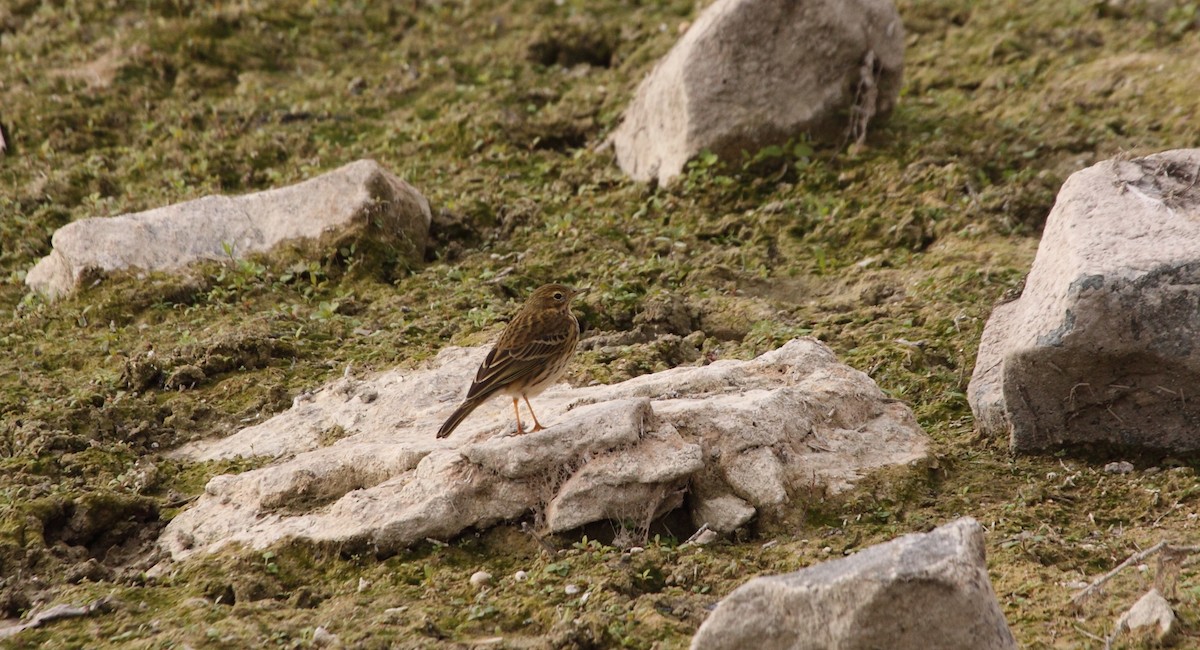 Meadow Pipit - ML141929361