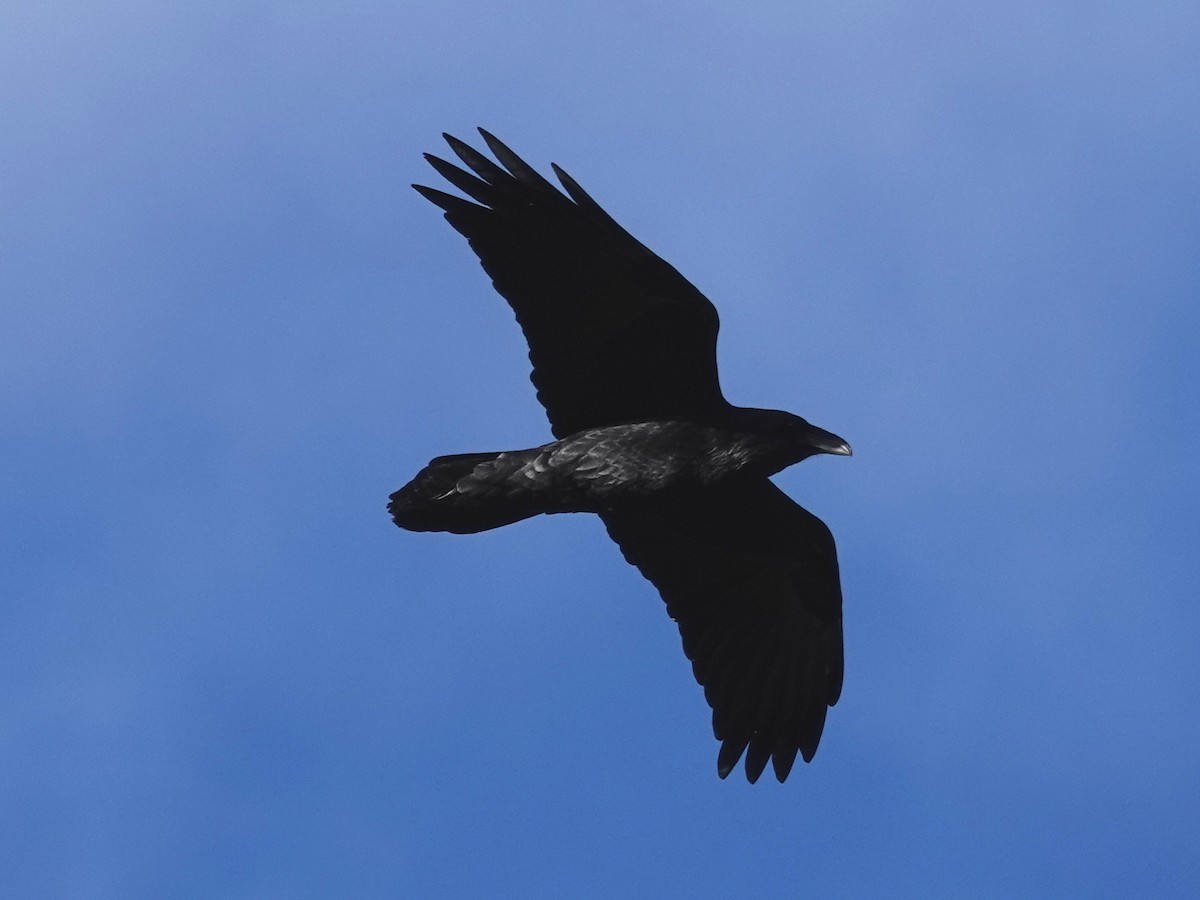 Common Raven - Norman Uyeda