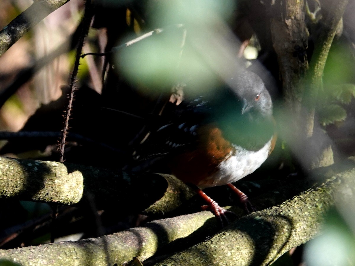 Spotted Towhee - ML141930571