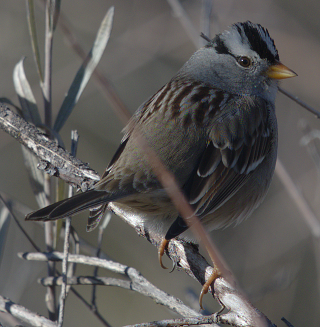 White-crowned Sparrow (Gambel's) - Gary Mele