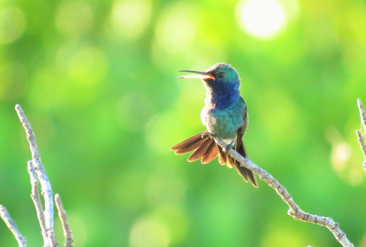 Sapphire-throated Hummingbird - Oliver  Komar